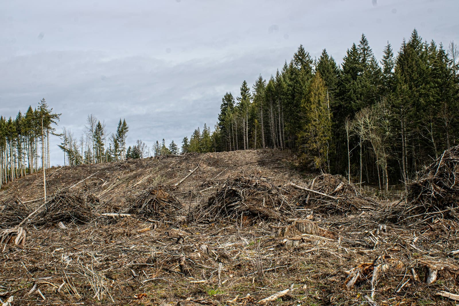Broyage forestier d'une parcelle : végétation broyée en copeaux sur le sol