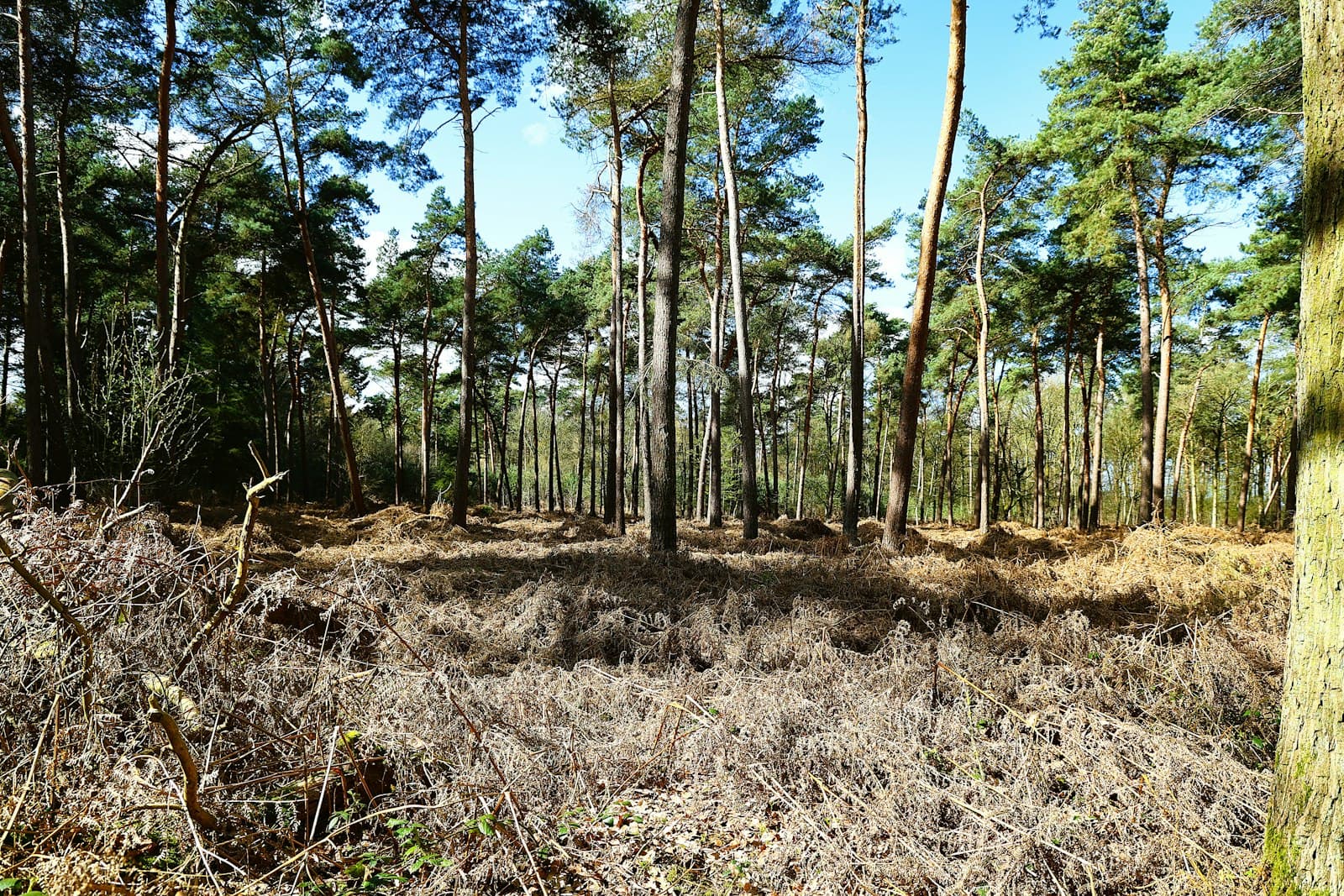 Forêt de conifères dans le Béarn