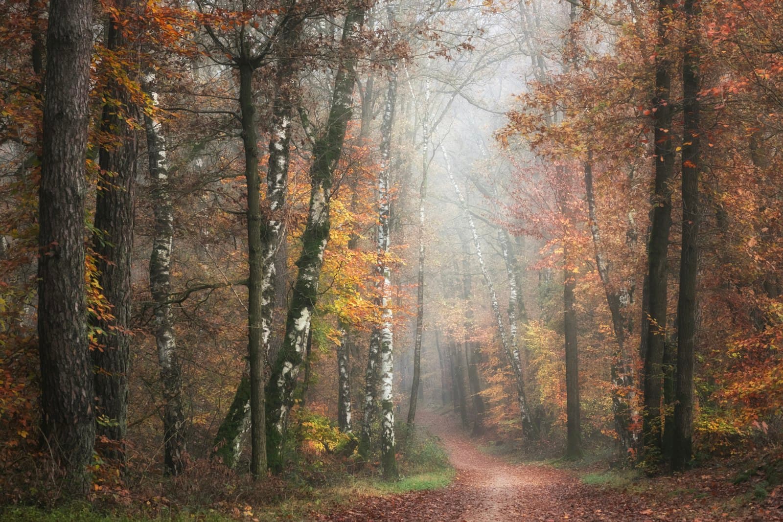 Piste et chemin d'accès en terre ouvert à travers une forêt